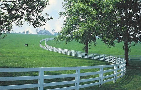 Horses in Field, courtesy of kentuckytourism.com