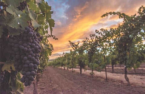 Napa Valley: A Delicate Balance