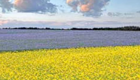TOURISM SASKATCHEWAN/CHARLES MELNICK (CANOLA AND FLAX)