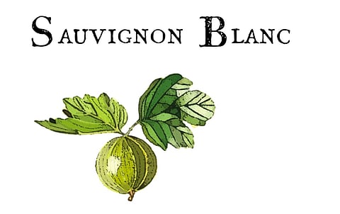 Drea’s Sauvignon Blanc: A Tradition of Excellence