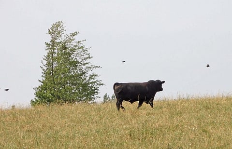 Paradise Farms’ Canadian Beef