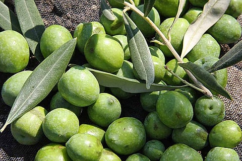 How to Select Olive Oil