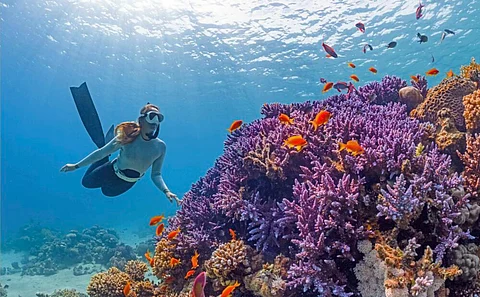 coral reef