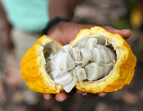 Cacao Pod at Emerald Farm. Photo by Adam Waxman/DINE magazine.