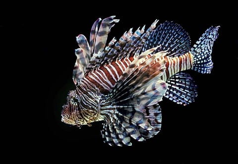 Lion Fish