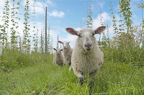 Resident Sheep, GoodLot Farmstead Brewing Co, beer