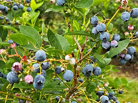 blueberries