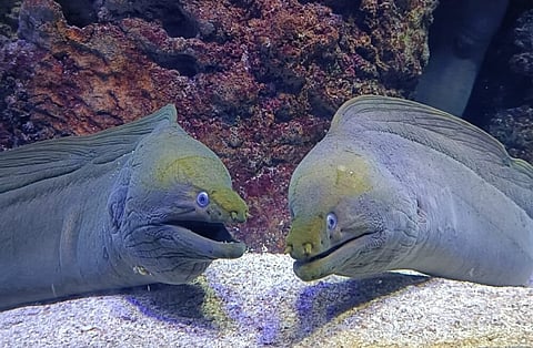 Giant Moray Eel at Acuario Mazatlan in Mexico. Photo by Acuario Mazatlan