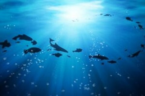 O sucesso da conquista do espaço está no fundo do mar, defende investigador português