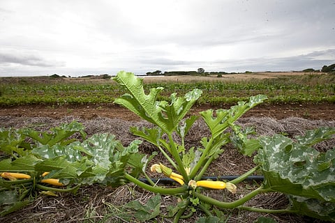 Portugal sobe para 15º lugar no Índice de Transição Verde com aposta na agricultura biológica