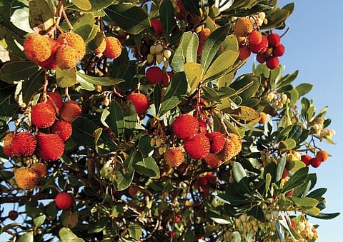 Produção nacional de pequenos frutos mais do que triplica em dez anos e gera 28,6 mil empregos
