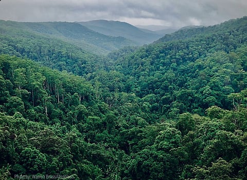"Alerta vermelho global". Destruição das florestas tropicais em 2024 atingiu nível "sem precedentes"