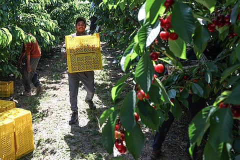 Exportações de frutas, legumes e flores sobem 9,2% para mais de 1.288 milhões de euros no 1.º semestre