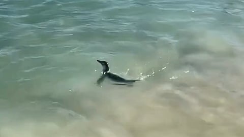 Pinguim na praia do Arpoador, no Rio de Janeiro.