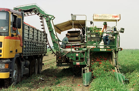 A empresa está a contratar mais de 300 pessoas para a campanha do tomate que arranca este mês.