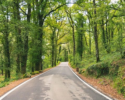 Quercus contesta Volta a Portugal no Gerês e alerta para “grave precedente”