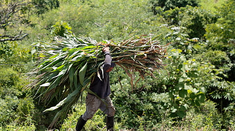 Também El Salvador impôs já o nível máximo de alerta devido à seca associada ao fenómeno El Niño