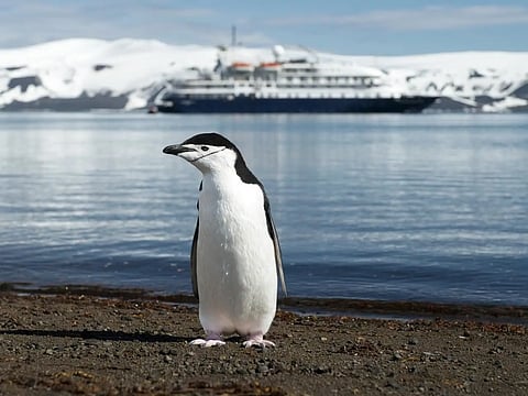 Pinguins-de-barbicha sofreram declínio e foram superados pelos pinguim-macaroni na ilha