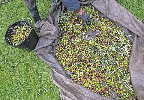 CNA alerta para baixa no preço da azeitona e reclama valorização do olival