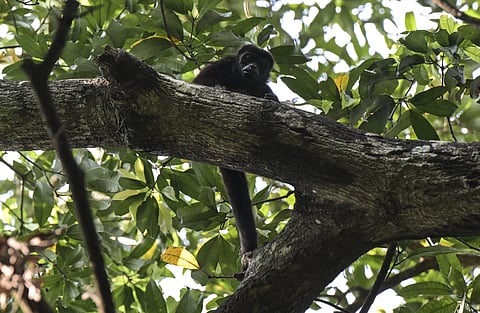 México com temperaturas tão elevadas que macacos-bugios estão a cair mortos das árvores