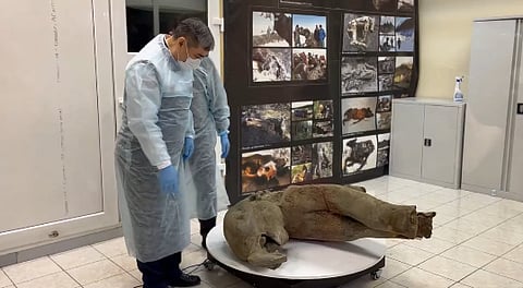 "Descoberta única". Rússia exibe pequeno mamute com 50 mil anos quase intacto