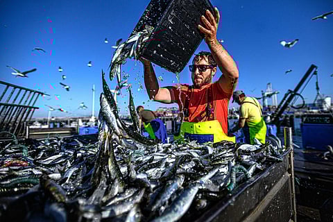 Só este ano já foram descarregadas mais de nove mil toneladas de sardinha no porto de Matosinhos