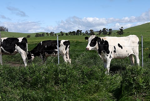 Exploração de vacas leiteiras nos EUA