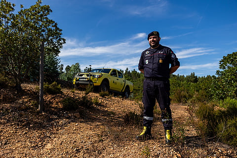 Oliveiras e medronheiros ganham terreno às chamas no concelho de Sardoal