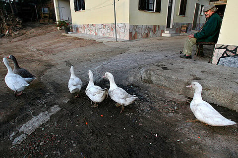 DGAV determina confinamento de aves domésticas em 95 zonas de 14 distritos