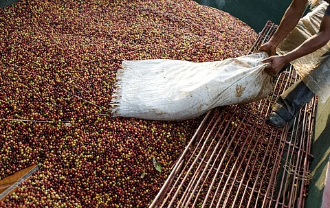 Negociantes de café correm para os EUA antes das tarifas de 50%