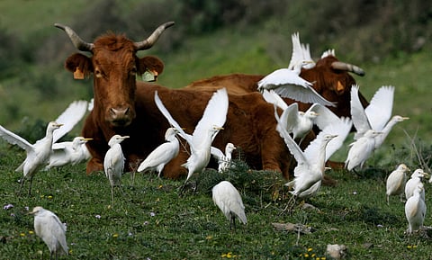 OMS revela que a estirpe H5N1 da gripe das aves foi encontrada em leite cru