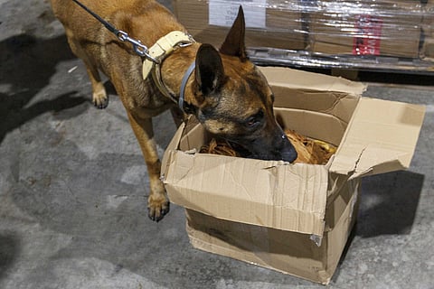 Unidade de Acção Fiscal de Coimbra num armazém de logística de um empresa de distribuição mercadorias para uma operação de fiscalização e controle de contrabando de tabaco, drogas e out