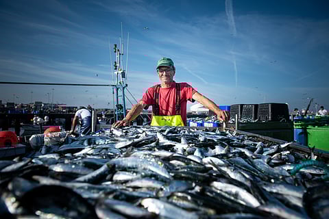 Frota portuguesa captura mais 3,3% de pescado em 2023