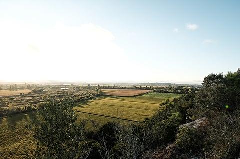 Terrenos rústicos sem herdeiros vão ser geridos por gestores profissionais