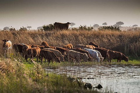 CAP defende constituição de Rede Nacional de Água