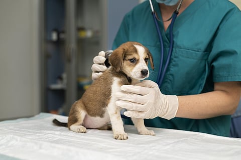 Negócio das empresas veterinárias cresce 6,1% em 2023 para 385 milhões de euros