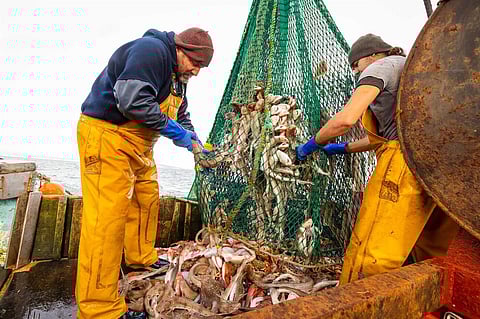 UE atualiza regras para capturas de atum, incluindo nos Açores