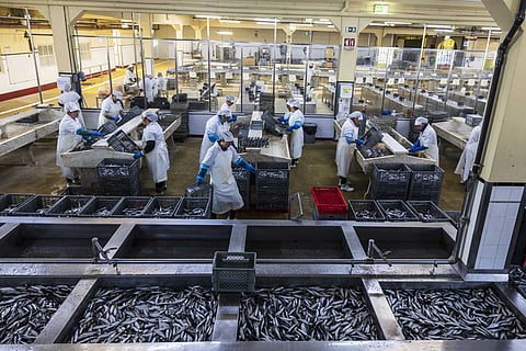 O setor dá emprego a 3500 pessoas, das quais 90% são mulheres. Na imagem, a fábrica histórica fábrica de Conservas Pinhas, em Matosinhos