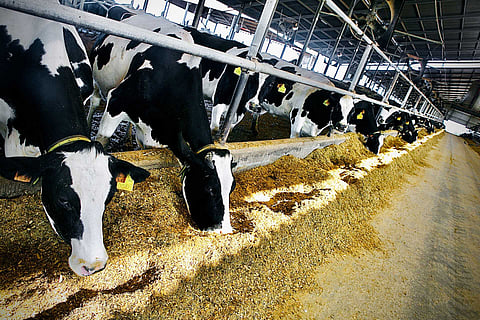 CAP pede ao Governo que prepare a inevitável chegada da doença da língua azul aos bovinos leiteiros
