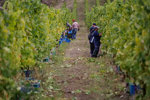 Vindima na Região dos Vinhos Verdes. FOTO: Miguel Pereira/Global Imagens