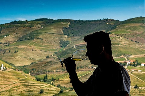 As vindimas no Douro deverão arrancar no final de agosto