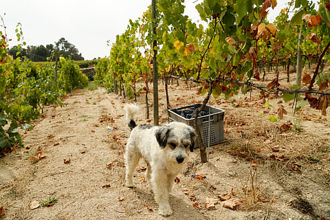 Registo “mais eficiente e atualizado” das vinhas explica a maior parte da redução, diz o IVV