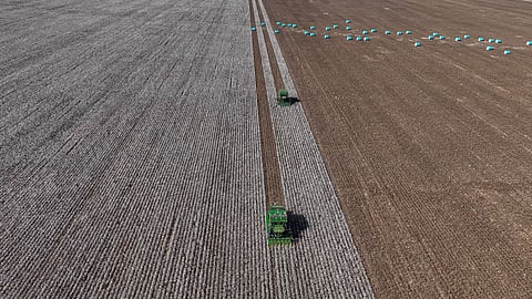 Colheita de algodão, Brasil