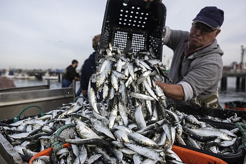 Receita do pescado transacionado em lota sobe 2% em 2025 para 345 milhões