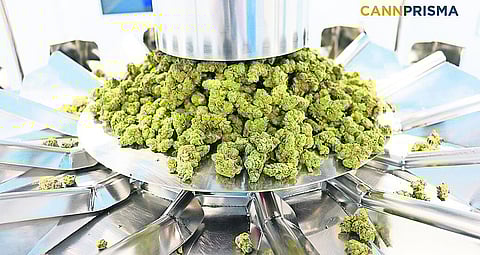 Cannprisma: Produção até 6 toneladas de canábis medicinal no 1.º ano