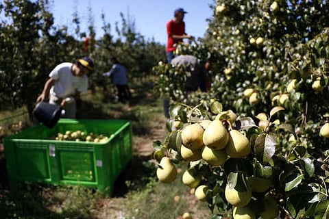 A pera rocha é um dos frutos portugueses mais exportados
