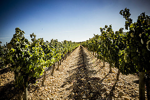 Vinha do Convento, da Quinta da Falua, onde se desenvolvem videiras entre calhau rolado, num terroir emblemático que conta uma história com mais de 400 mil anos.
