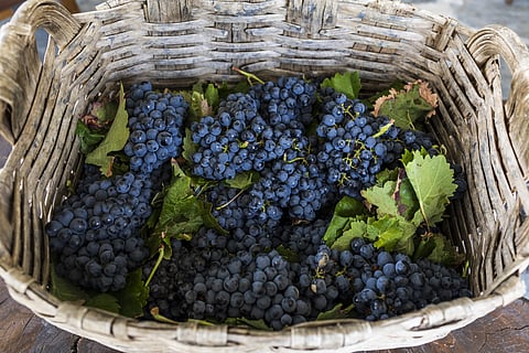 Petição “Salvem os viticultores do Douro” com mais de 700 assinaturas online