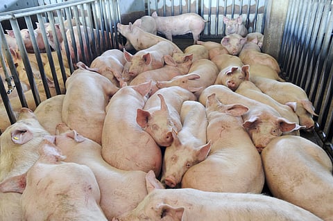 Sérgio Freitas/Global Imagens