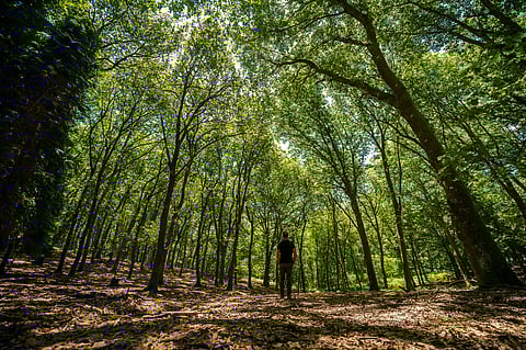 Rui Manuel Fonseca/Global Imagens